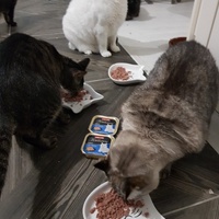 photo de livraison pour La Vraie Magie des Chats