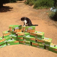 photo de livraison pour L'Assist'Aux Chats