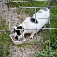 photo de livraison pour Trois P'tits Chats