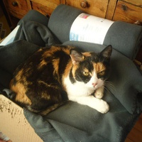 photo de livraison pour Jardin des Chats
