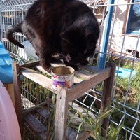 photo de livraison pour Amicale Chats