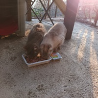 photo de livraison pour L'école du Chat d'Ollioules
