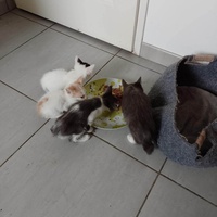 photo de livraison pour Chat L'Heureux Chat l'Ange et Cie