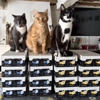 photo de livraison pour Les Félins de la Semoy