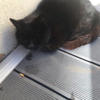 photo de livraison pour Les chats Port-Saint-Louisiens