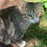 photo de livraison pour SOS Chats Libres