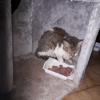 photo de livraison pour Une vie, Un chat