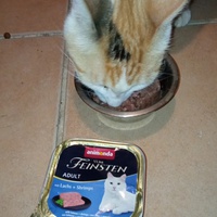 photo de livraison pour Ecole du Chat Libre de Caillerot