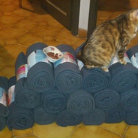 photo de livraison pour La Tribu de LOLA