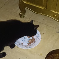 photo de livraison pour Protect Cat