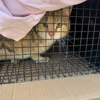 photo de livraison pour Le Chat Salonais