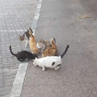 photo de livraison pour L'Arche de Noé