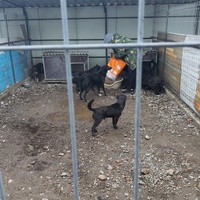 photo de livraison pour Associtia Axi Hope Romania