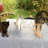 photo de livraison pour SOS Animal Tendresse