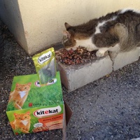 photo de livraison pour Les chats Port-Saint-Louisiens