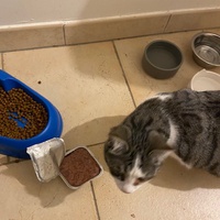 photo de livraison pour Les Chats Libres Condom 32