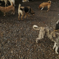 photo de livraison pour Animals voice Macedonia