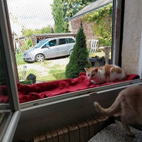 photo de livraison pour Les Chats de Cooper