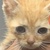 photo animal