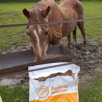 photo de livraison pour Hearthland Royal Horse