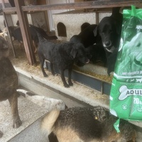 photo de livraison pour Društvo za zaštitu životinja "Bela"