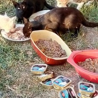 photo de livraison pour Leschatsmartinois