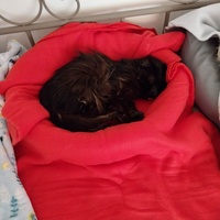 photo de livraison pour Clan du chat libre