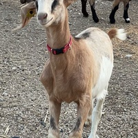photo de livraison pour L'Arche de MaCha