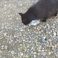 photo de livraison pour Hearthland Royal Horse