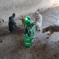photo de livraison pour Ivana Nikolić