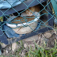 photo de livraison pour Le Chat Salonais