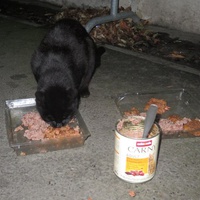 photo de livraison pour Chat Libre de l'Ile du Ramier