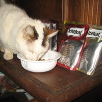 photo de livraison pour Jardin des Chats