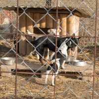 photo de livraison pour Azil Bella