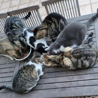 photo de livraison pour Le Chat Salonais