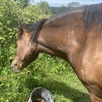 photo de livraison pour Espoir au Galop