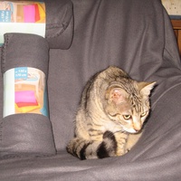 photo de livraison pour Jardin des Chats