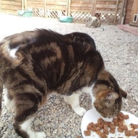 photo de livraison pour Chats errants du val du crenu