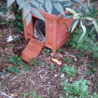 photo de livraison pour Les Chats Libres de la Canterrane