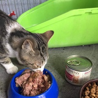photo de livraison pour Association des Chats Camarguais