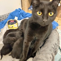 photo de livraison pour Les Pattes de l'Espoir 