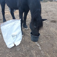 photo de livraison pour Happy Horse Day