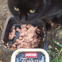 photo de livraison pour Les Chats-Pitresdelavi-Ste