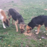photo de livraison pour Silver Dog Srebrenica