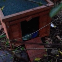 photo de livraison pour Les Chats Libres de la Canterrane