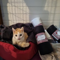photo de livraison pour Les Chats'nonymes