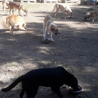 photo de livraison pour Svetlana Bjelogrlic