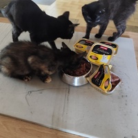 photo de livraison pour Le Gang des Matous