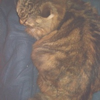 photo de livraison pour 4 Pattes 30