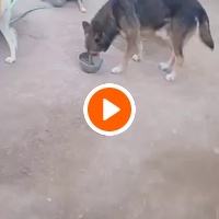 photo de livraison pour Help Adopt Moroccan Animals